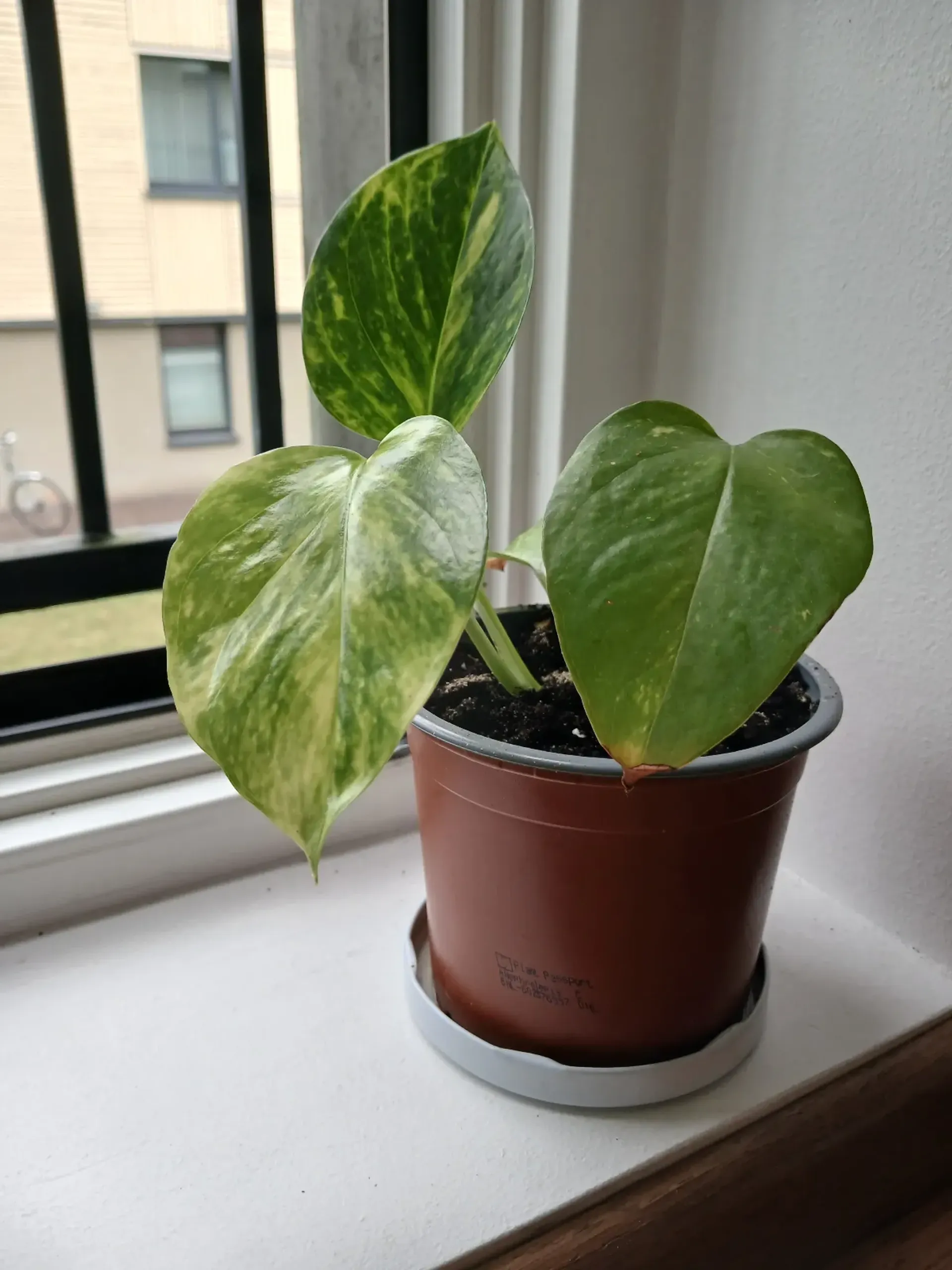 Pothos