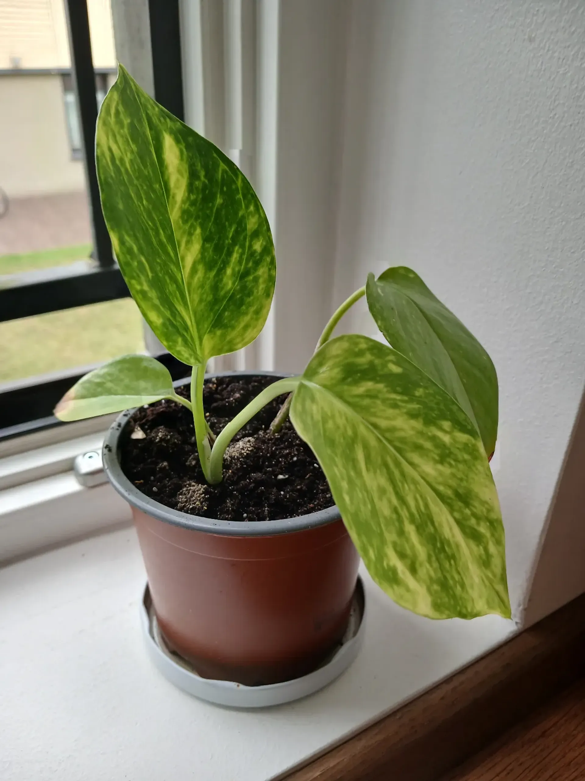 Pothos