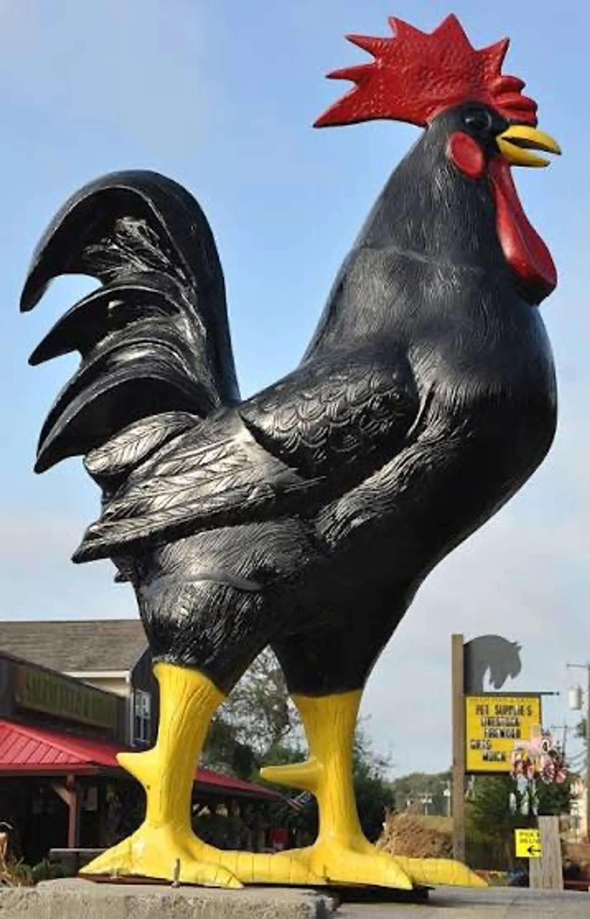 A Big Black Cock